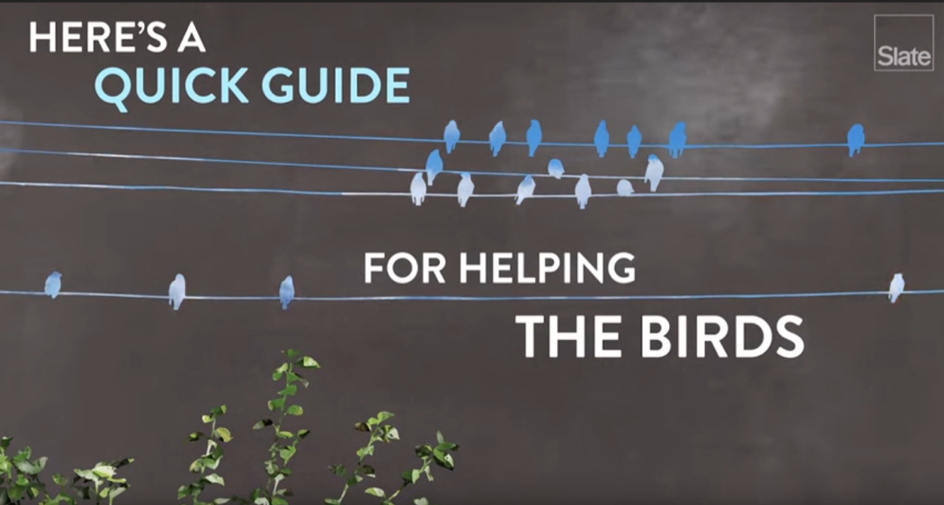 How to Save a Baby Bird Abrams Royal Animal Clinic