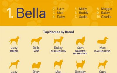 The Most Popular Dog Name Reveals More About Us Than Our Dogs