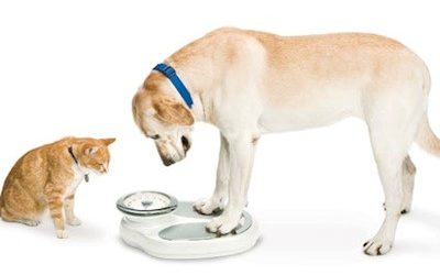 Dogs, cats caught in obesity epidemic