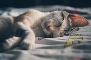 How Much Do Cats Sleep?